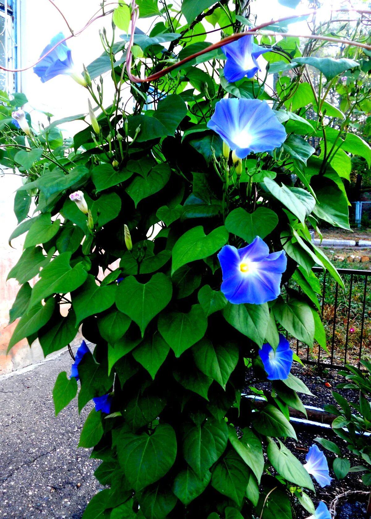 Fancy Morning Glory Mix 15 Seeds Collector's Rare Etsy Morning glory flowers, Mo