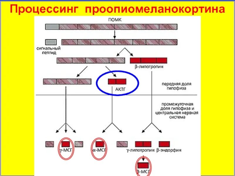 Сигнальные пути биохимия. Сигнальный пептид синтез белка. Сигнальный полипептид. Норма остеокальцина в крови. Проопиомеланокортин предшественник.