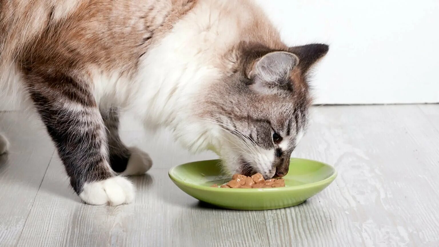 Кошка кушает. Котенок ест. Котик с едой. Еда для котят. Сонник кормить кошек