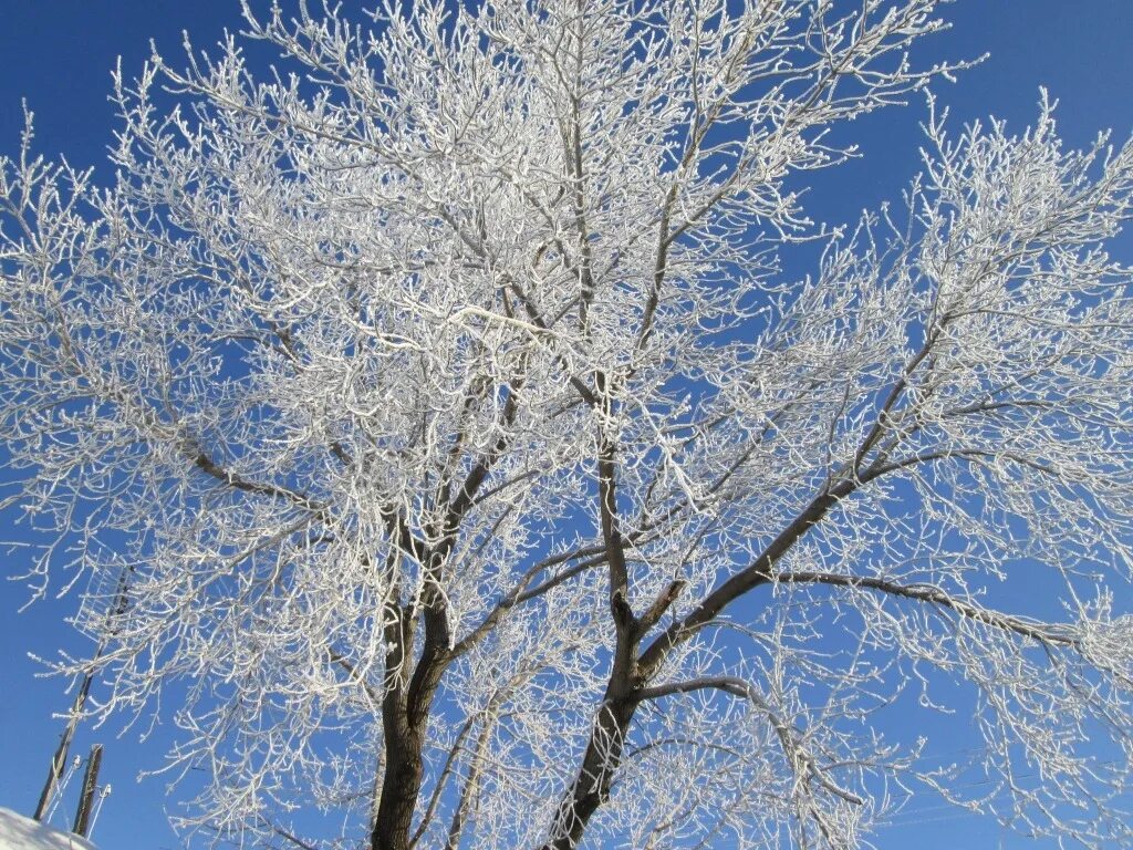деревья в инее старшая группа. иней изображение. деревья покрылись инеем к чему. иней десублимация. деревья в снегу.