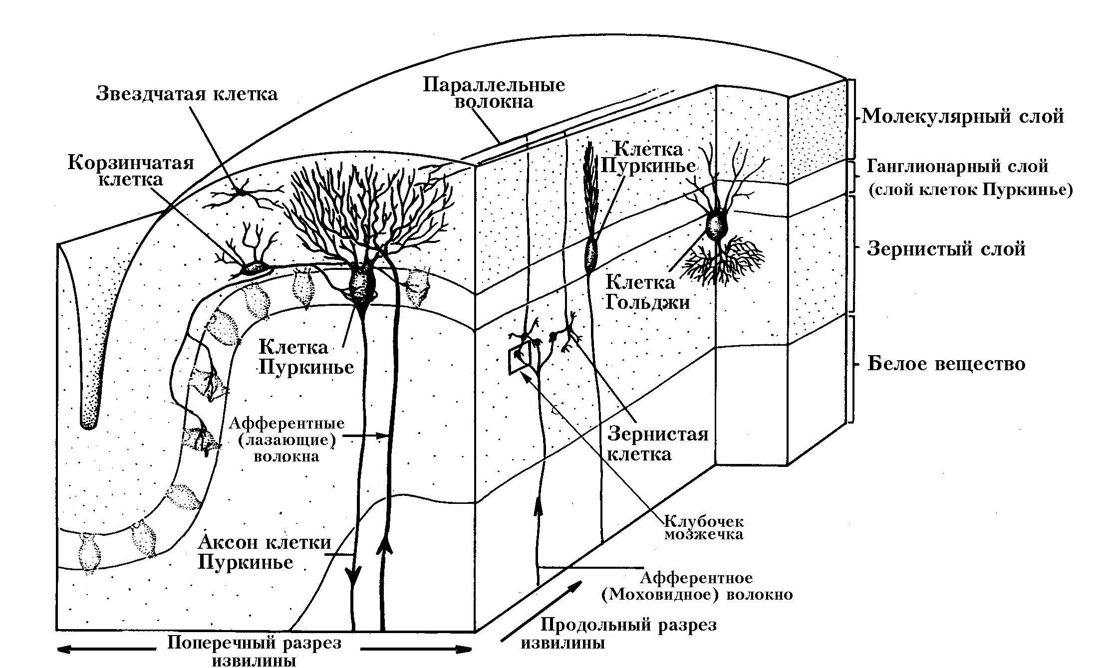 Строение коры мозжечка слои. Структура коры мозжечка гистология. Схема строения коры мозжечка. Три слоя коры мозжечка.