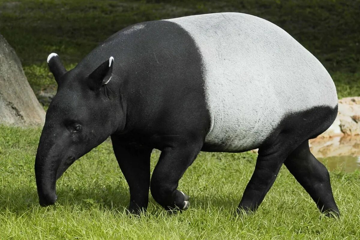 Чепрачный тапир. Непарнокопытные тапиры. Чепрачный тапир Tapirus indicus. Малайский чепрачный тапир. Крупное лесное млекопитающее