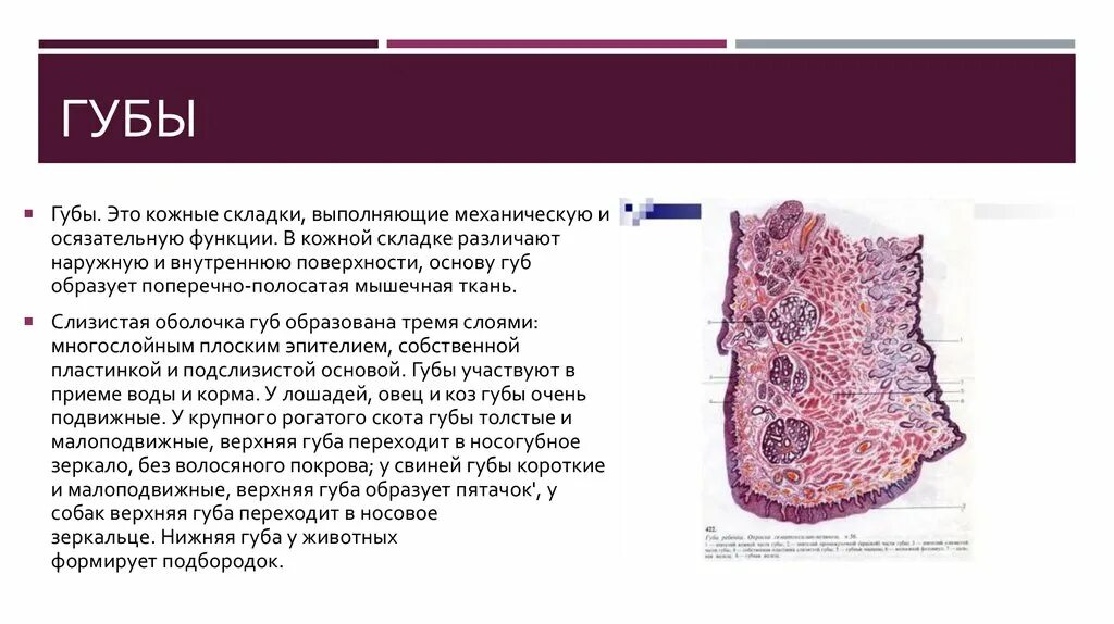 Слизистая оболочка губы гистология. Строение слизистой губ. Строение слизистой оболочки губ.