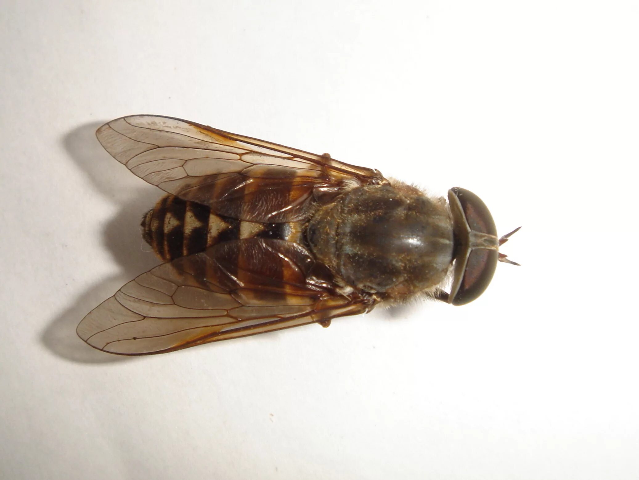 Слепень какой отряд. Слепень tabanus. семейство слепни tabanidae. бычий слепень насекомое. овод шершень слепень.