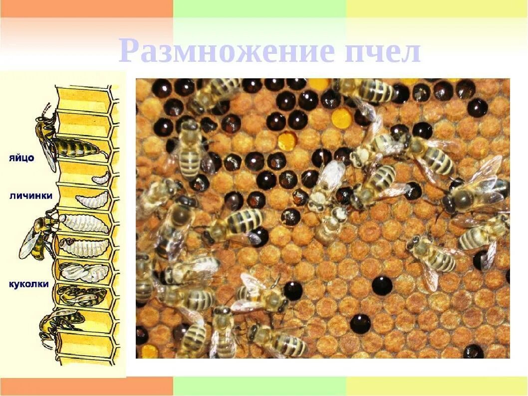 Стадии пчелы. Пчела медоносная размножение. яйцо, личинка, куколка пчел. стадии развития личинки пчелы. стадий развития медоносной пчелы.