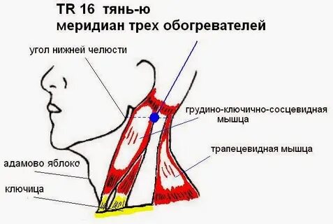 Грудино ключично сосцевидная мышца при двустороннем сокращении