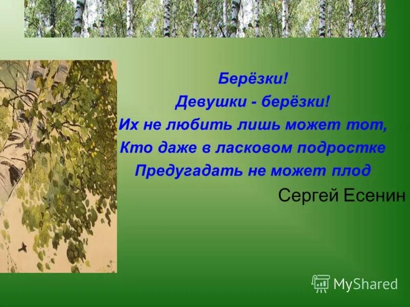 Эпиграф про березу. Стихотворение березка прокофьев. Береза символ россии стих. Фразеологизмы со словом береза. Выражение березы.