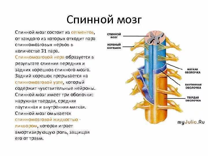От спинного мозга отходит пара. От спинного мозга отходит пара