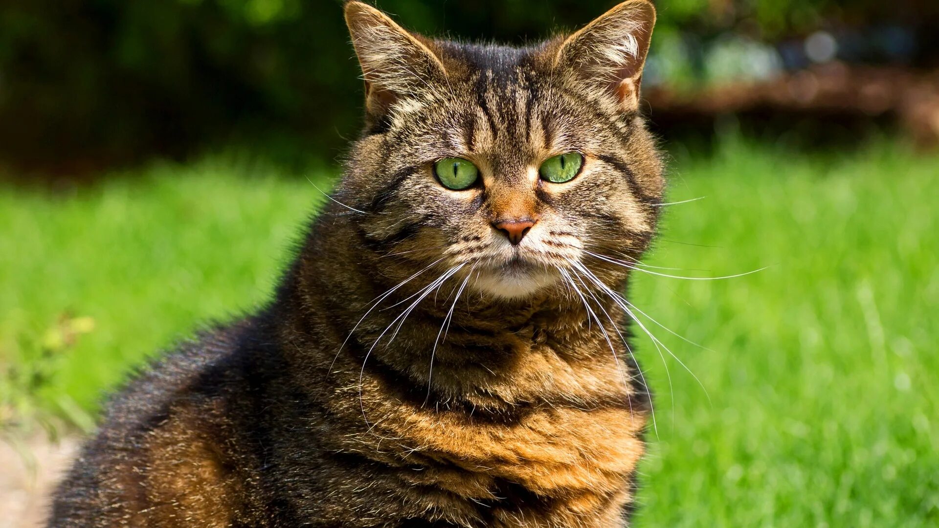 Grateful cat