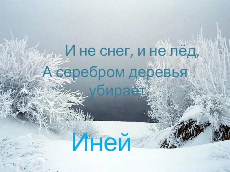 Цитаты про снег и зиму. Не снег не лед а серебром деревья уберет. стихи про иней. высказывания про иней на деревьях. и не снег и не лед.