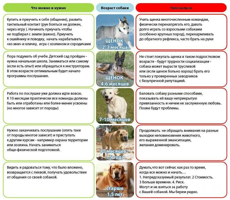 Что нужно давать собаке