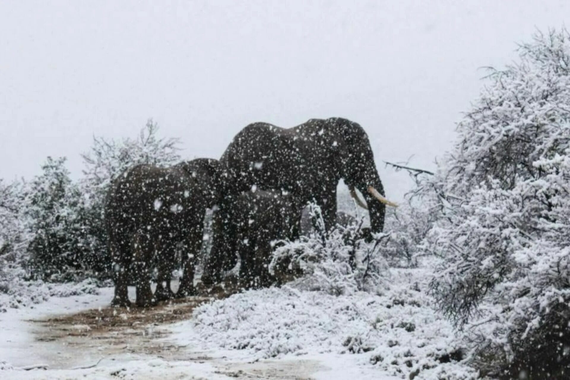 Снегопад в африке. Snow in africa. Носорог в снегу. Снег в африке. Снег в африке.