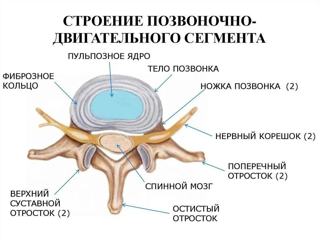 Тело и отростки расположены в спинном мозге. Строение спинного позвонка. Межпозвонковые диски шейного отдела позвоночника. Межпозвонковые отверстия поясничного отдела позвоночника. Строение позвонка человека схема.