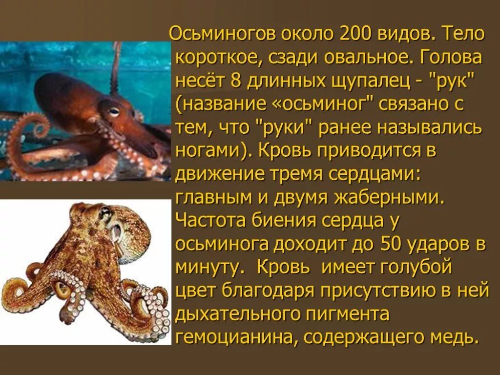 Осьминог текст. Рассказ про осьминога. Сообщение о осьминоге. Доклад про осьминога 3 класс. Доклад про осьминога.