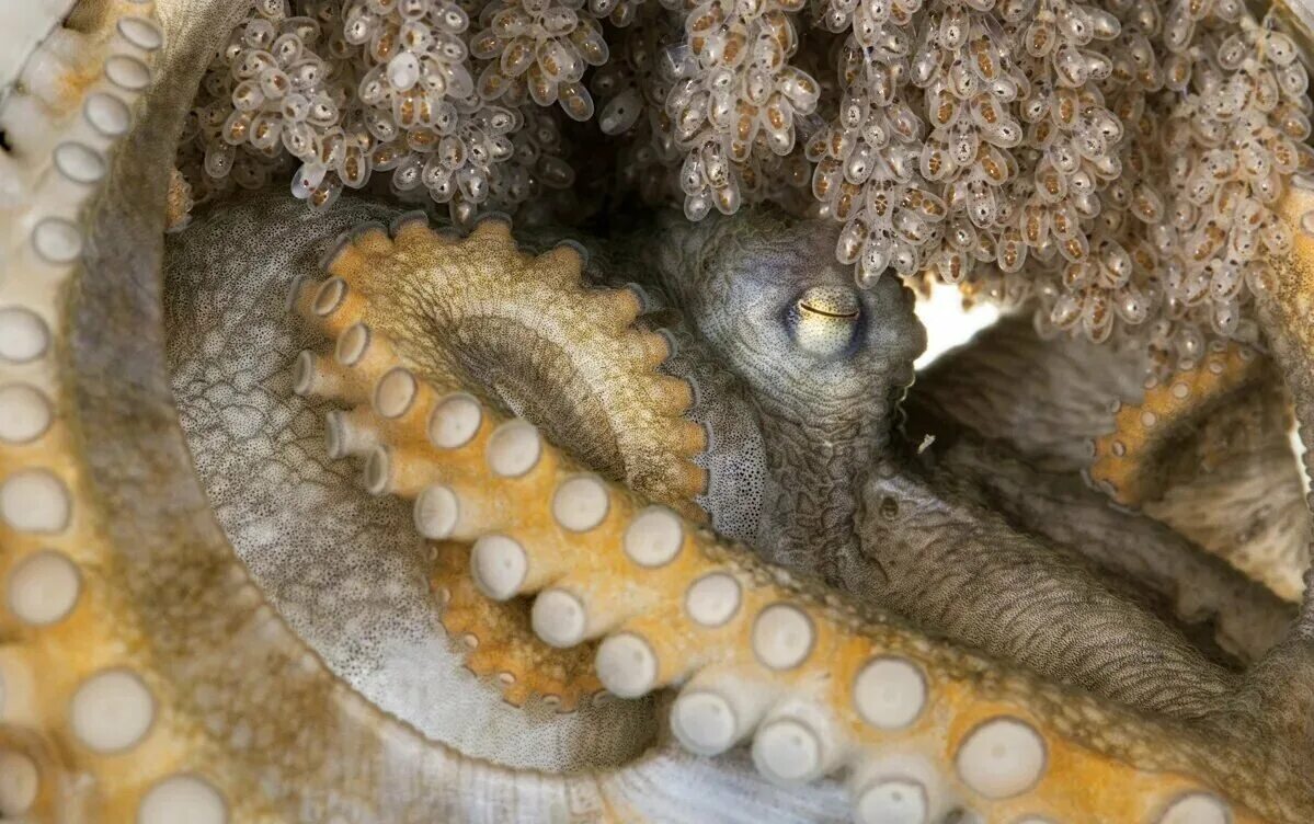 Самка осьминога откладывает яйца. Головоногие моллюски откладывают яйца.