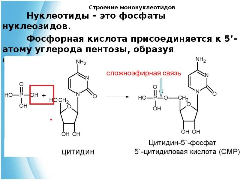 Как называется принцип расположения нуклеотидов. Строение нуклеотида дезоксигуанозин. Образование мононуклеотида. Фосфорная кислота + тимидин. Реакцию гидролиза мононуклеотида.