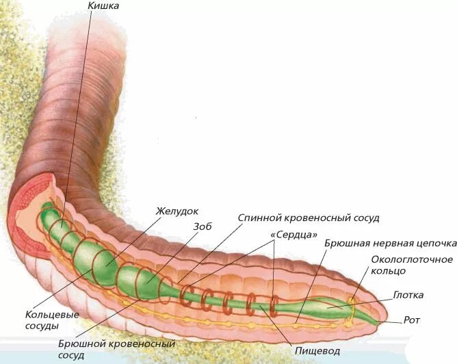 Внешнее и внутреннее строение кольчатых червей 7 класс. Дождевые черви внутреннее строение. Кольчатые черви строение. Внутреннее строение кольчатых червей.