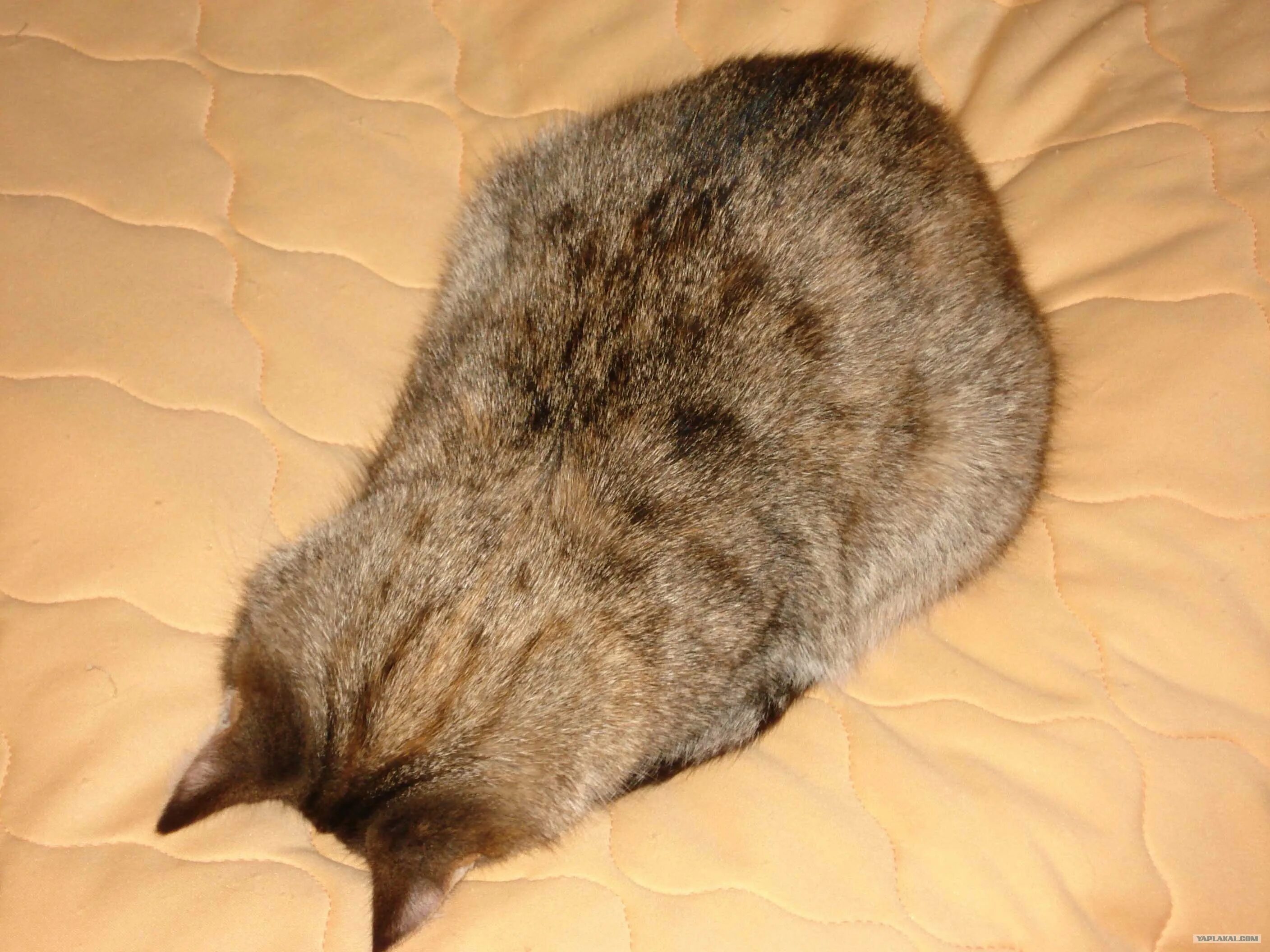 Лежачий кот. Котенок свернулся клубочком. Кот уткнулся в подушку. Кошка прячет нос