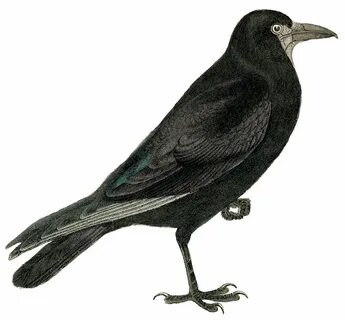 Грач рисунок