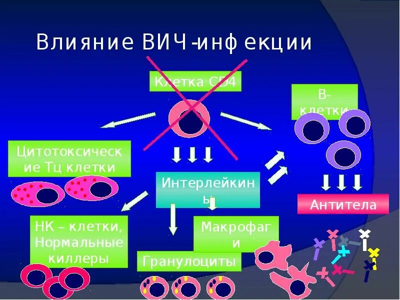 ВИЧ инфекция иммунная система. Строение иммунной системы. Строение иммунной клетки. Инфекция иммунной системы /СПИД/. Количество иммунных клеток