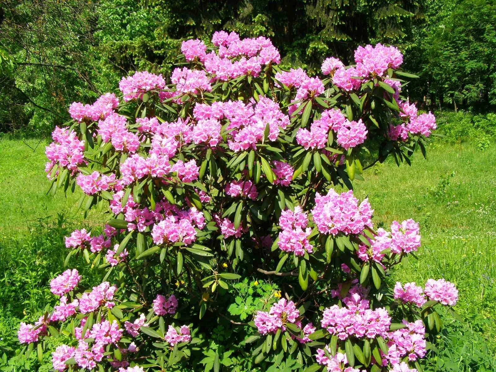 Рододендрон спирея саженцы. Рододендрон якушиманский (сорт 'silberwolke'). Рододендрон клубни. Рододендрон макино макияк. Рододендрон спирея.