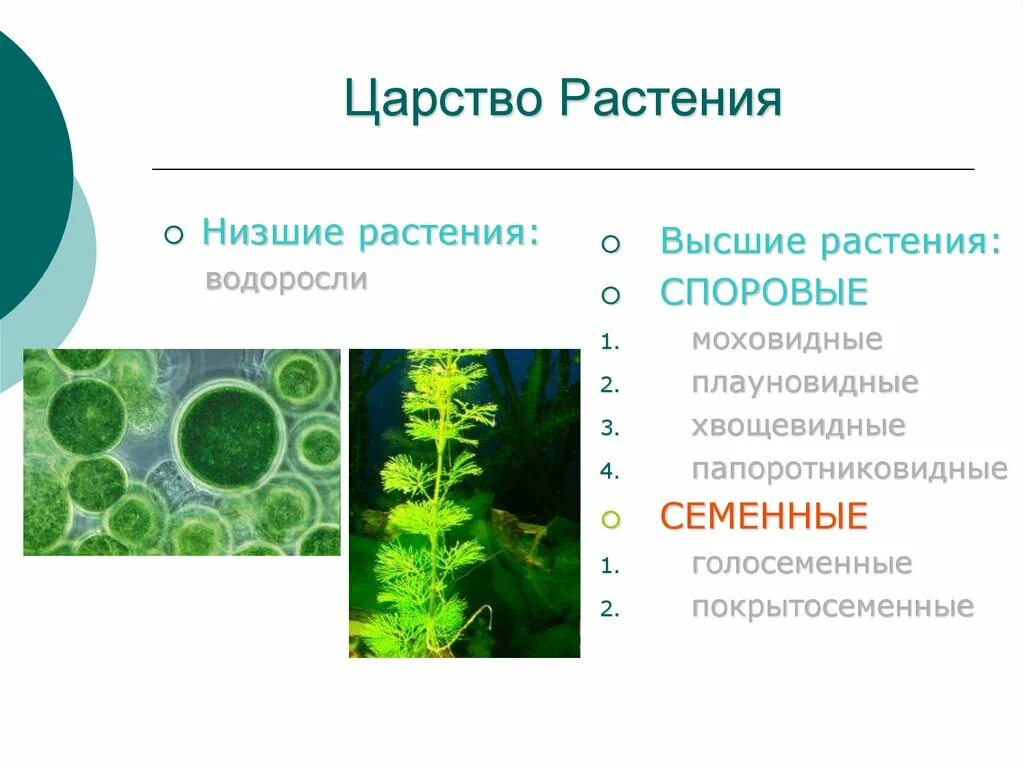 Для водорослей характерно ответ. Низшие высшие споровые семенные растения. Высшие растения споровые и семенные. Высшие и низшие растения 5 класс биология. Царство растений.