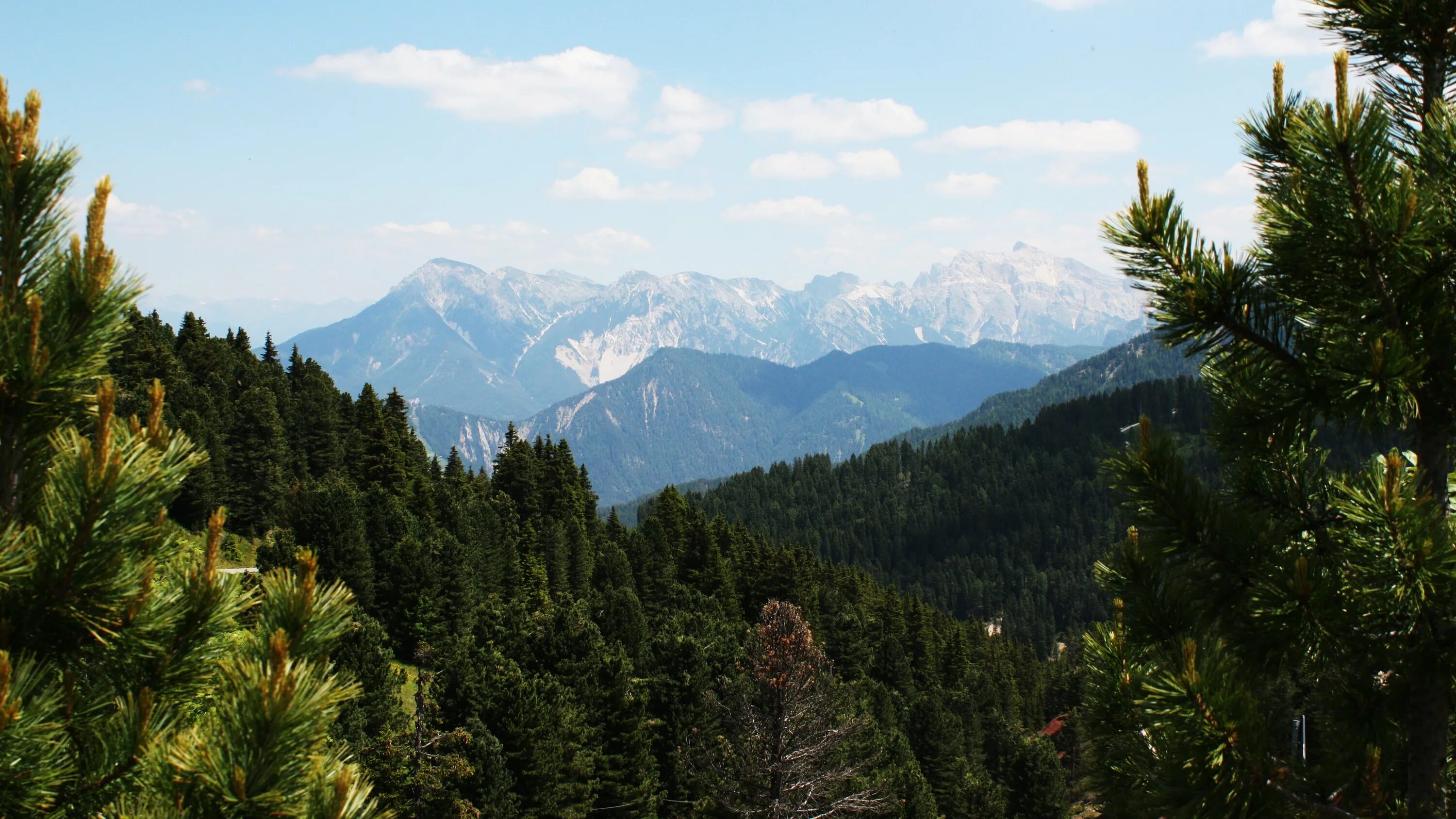 Хвойные горы. Пихтовый лес Сочи. Роща гималайских Кедров Абхазия. Лес горы Сочи. Сосны на горах Краснодарский край.