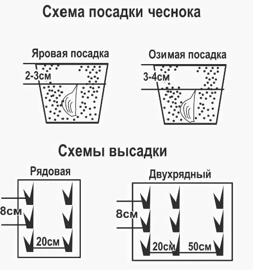 Посадка чеснока осенью схема посадки. Схема высадки озимого чеснока. Посадка озимого чеснока схема посадки. Посадка озимого чеснока осенью схема.