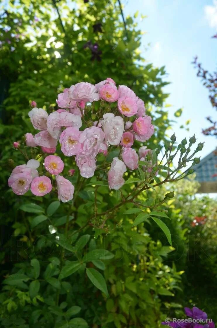 Хевенли пинк полиантовая. Хевенли пинк полиантовая. Хевенли пинк. Хевенли пинк полиантовая. Хевенли пинк полиантовая.