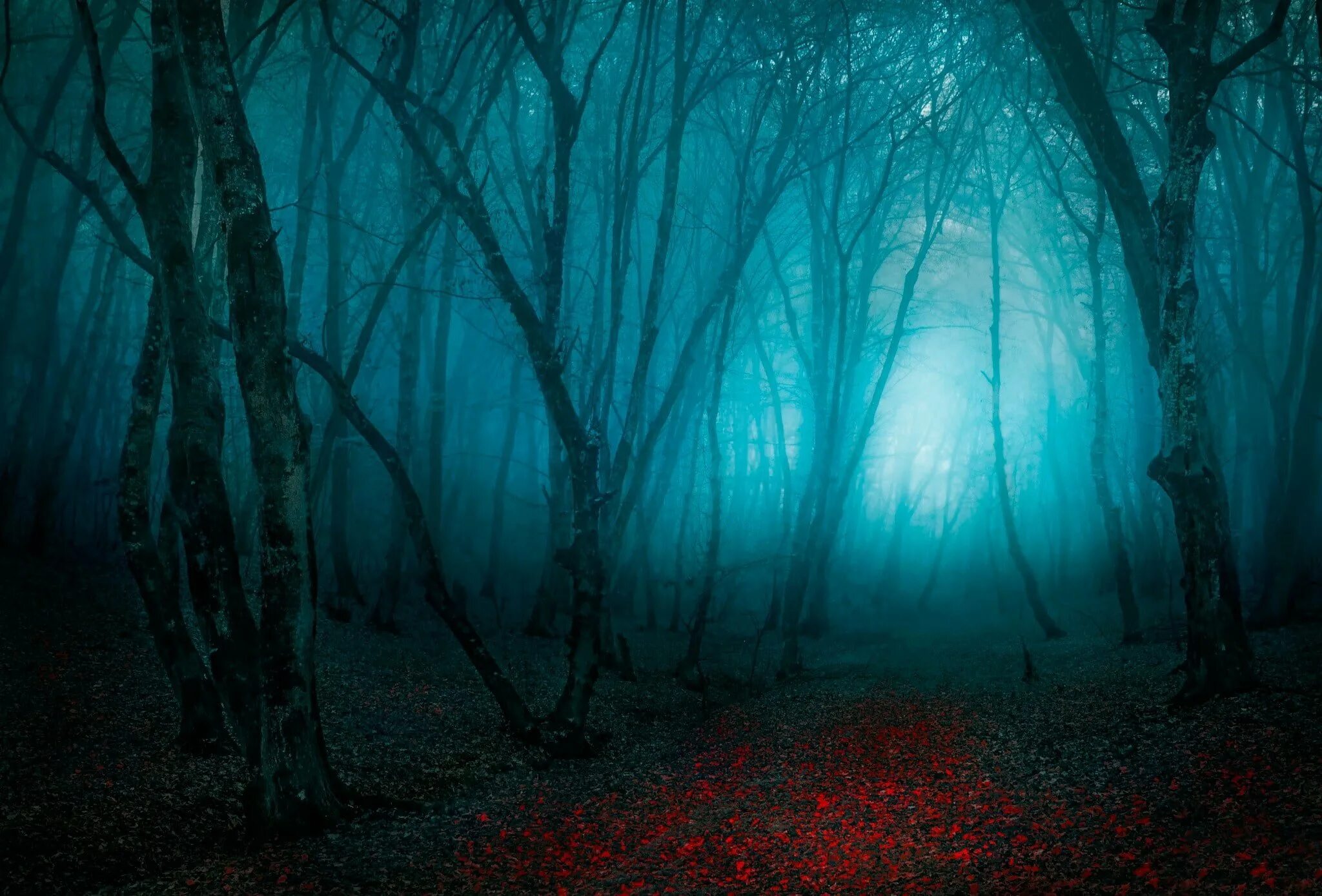 Темный лес. Страшный лес. Мрачный лес. Мрачный фон. Как понять загадочный