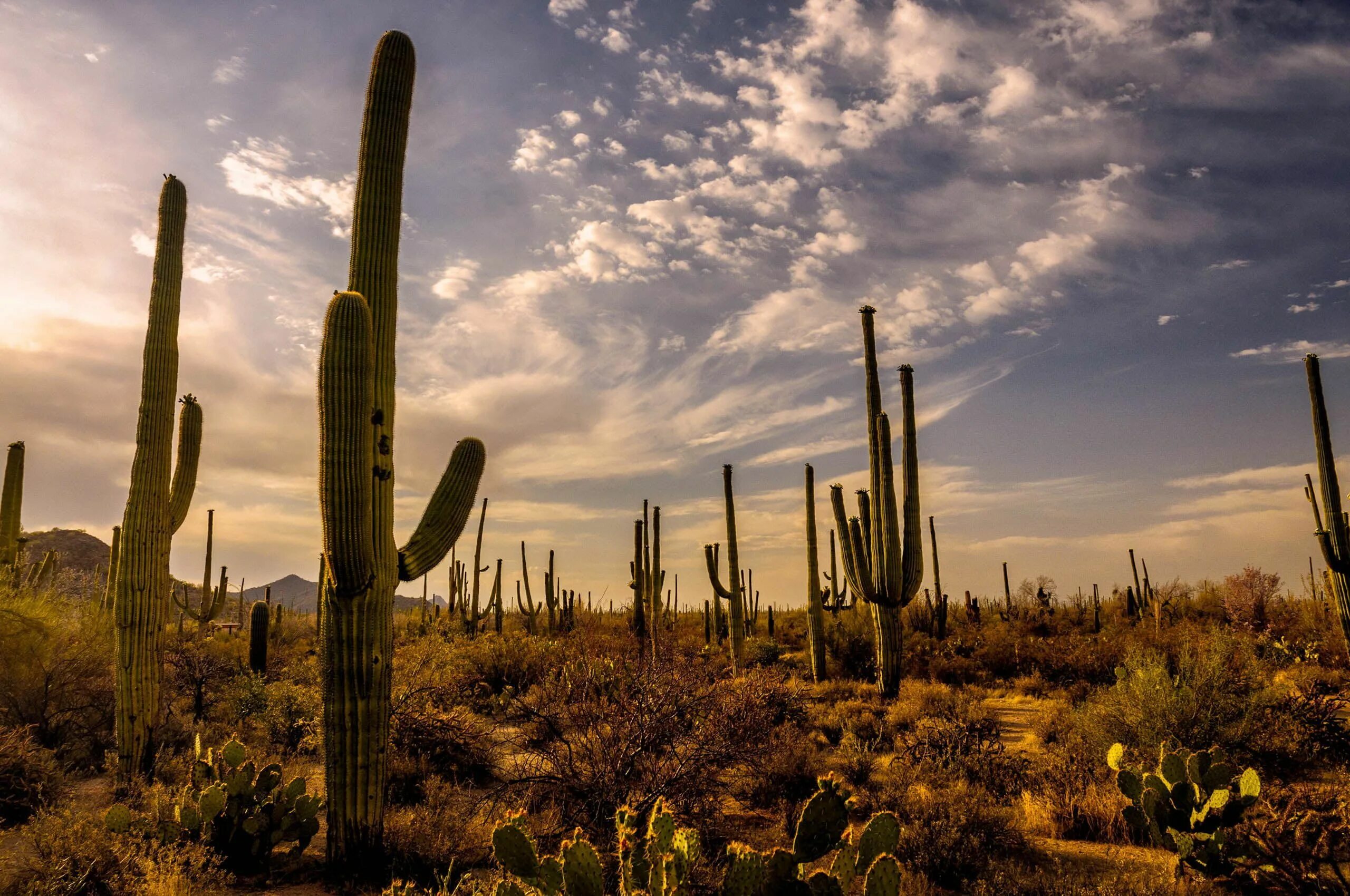 Mexican cactus. Мексика пустыня Сонора. Кактус Сагуаро в пустыне Сонора. Кактусы пустыни Сонора. Пустыня Сонора, Аризона, Калифорния, Северо-Западная Мексика.