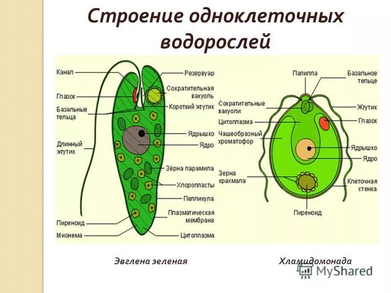 Охарактеризуйте среды обитания одноклеточных какое условие. Охарактеризуйте среды обитания одноклеточных какое условие