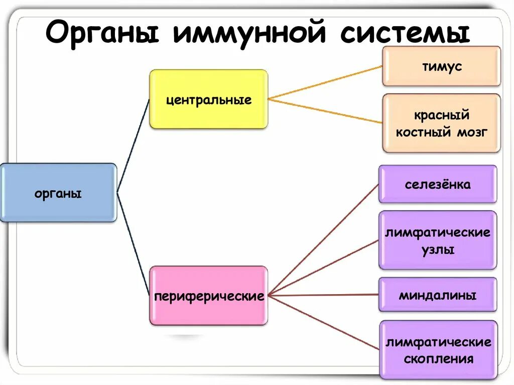 Подсистема человека. Функции органов иммунной системы. строение иммунной системы человека схема. органы иммунной системы схема. органы иммунной системы таблица.