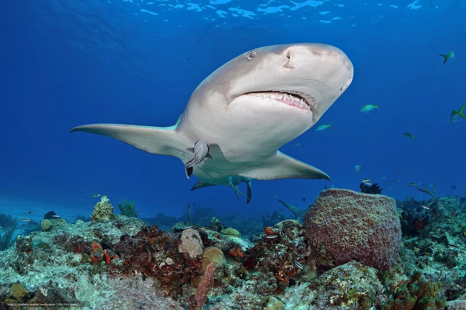 подводные животные. обитатели моря картинки. морские обитатели. морской слизняк голожаберник. жители моря.