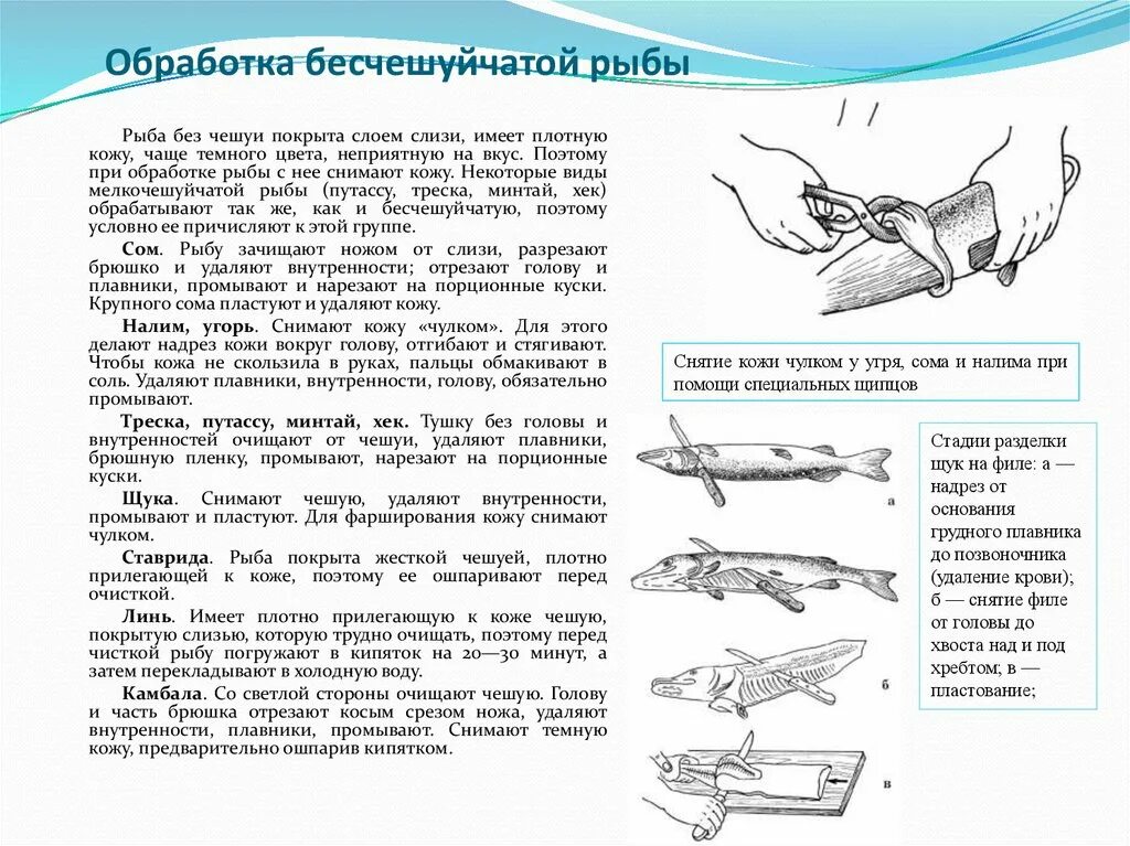 Обработка рыбы операции. Первичная обработка Бесчешуйчатой рыбы. Обработка Бесчешуйчатой рыбы схема. Схема разделки чешуйчатой рыбы. Обработка и разделка Бесчешуйчатой рыбы.