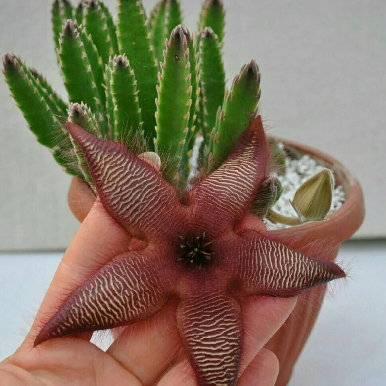 Кактус "Морская Звезда" (Stapelia grandiflora) купить на Зозу.ру