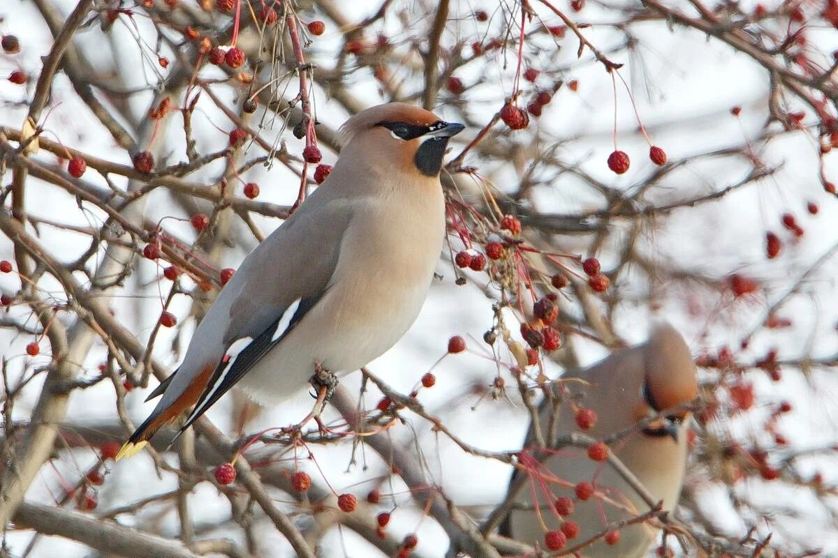 Свиристель самец. Свиристель (Bombycilla garrulus). Свиристель обыкновенный ‒ Bombycilla garrulus (l., 1758). Свиристель ареал.