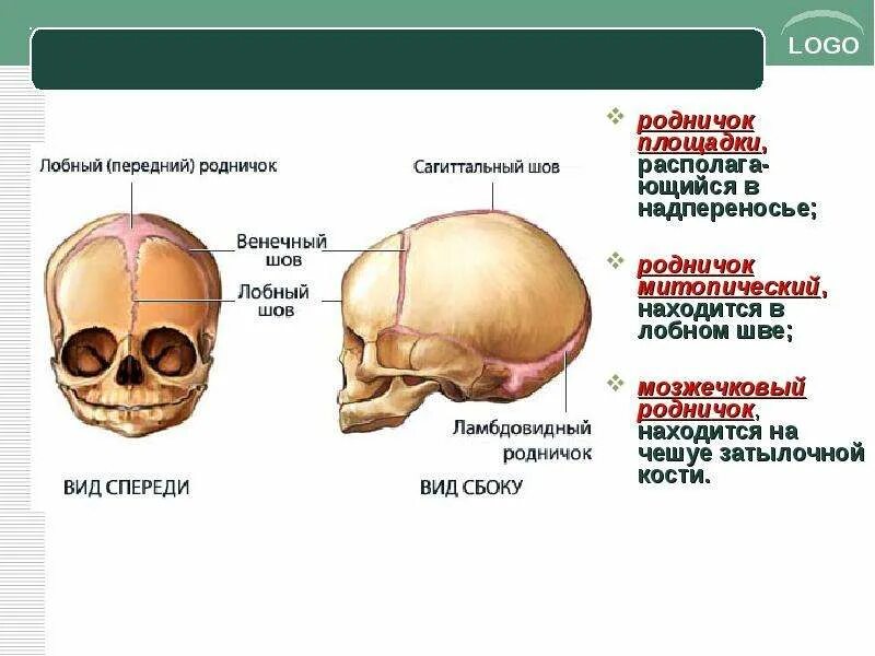 Передний Родничок черепа. Темя головы где находится. Родничок на черепе у взрослого.