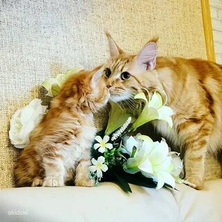День мейн куна