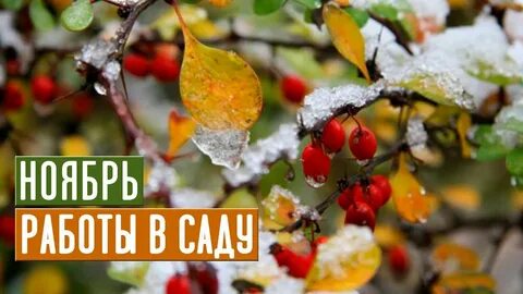 Выходные в саду в ноябре