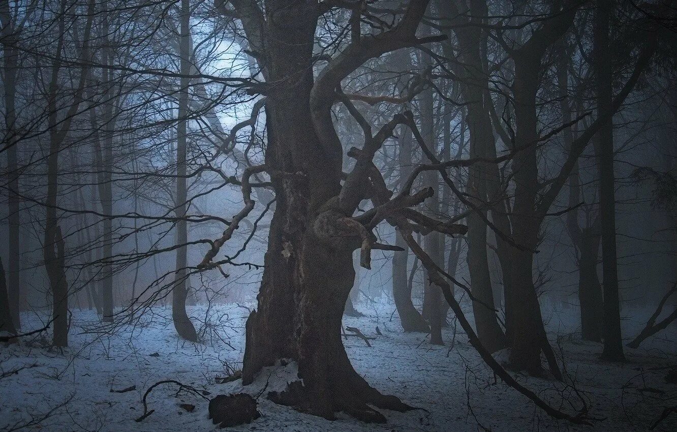 Полна тайн хмурая. Страшный зимний лес. Страшный лес. Мрачный зимний лес. Страшный лес зимой.