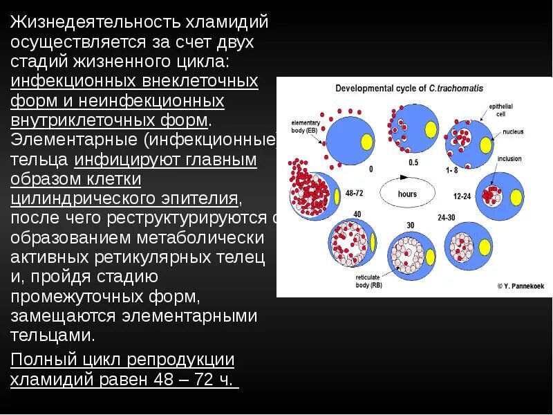 Элементарные тельца хламидий. Цикл хламидии. Стадии жизненного цикла хламидий. Хламидия этап жизненного цикла.