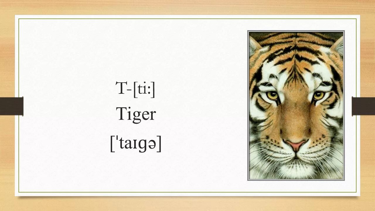 Тигр на английском языке. Карточка тигр. Тигр на английском с транскрипцией. Тигр карточка на английском.