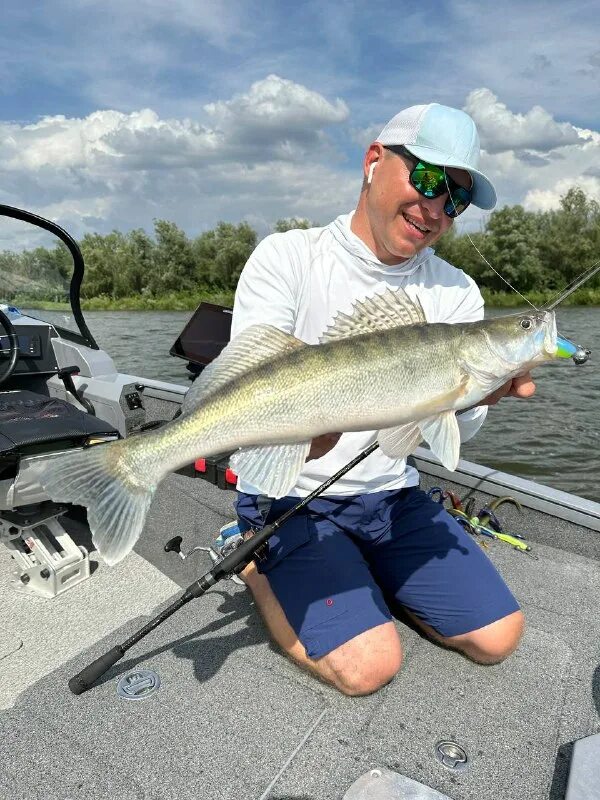 Судак гигант. Озерные рыбы. Судаки охота и рыбалка. Судак 8 кг фото. Большой судак.