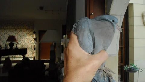 Во сне голуби залетели в окно