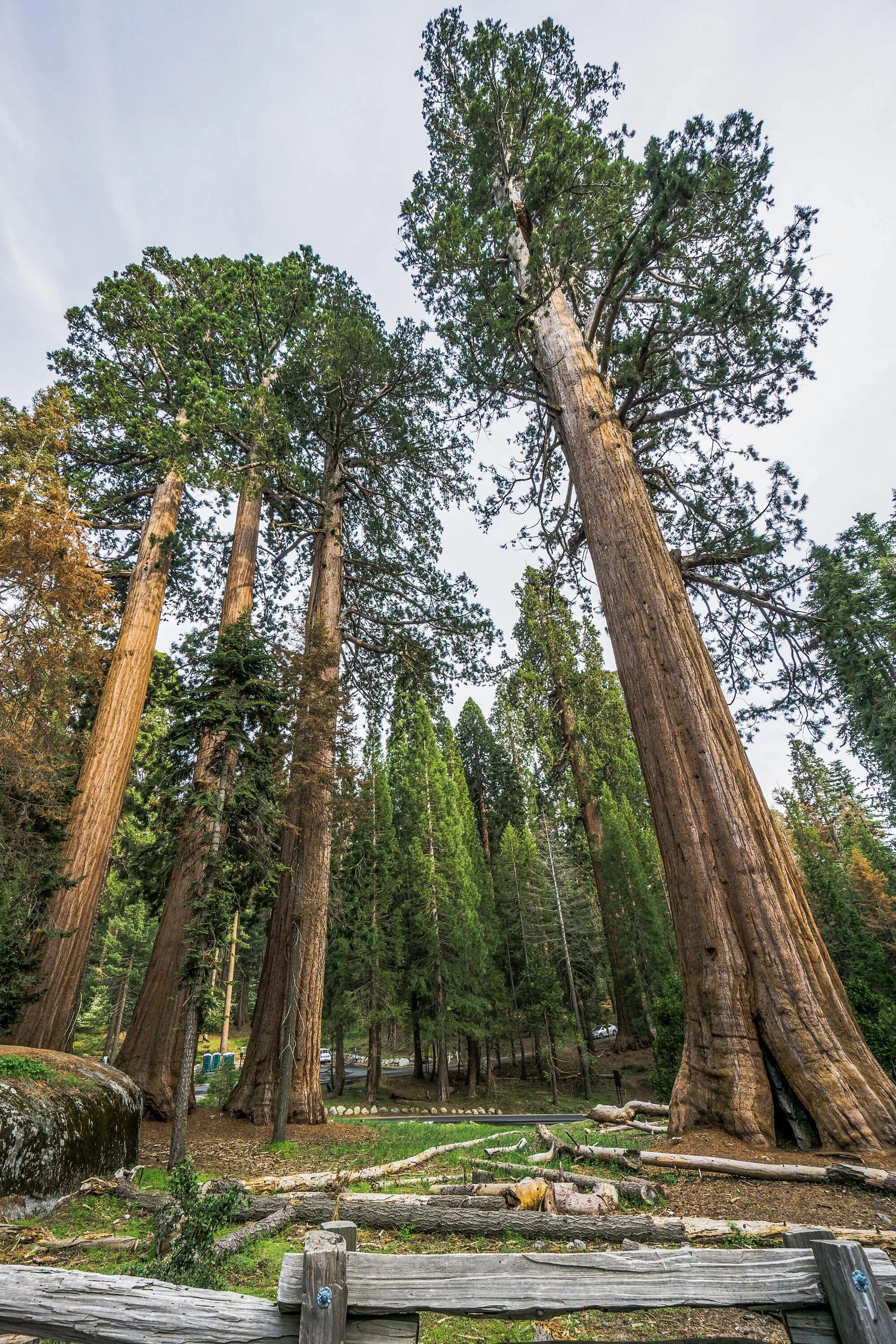 Секвойя вид сверху. Роща секвой. Sequoia park, екатеринбург. Секвойя парк бор нижегородская область. Секвойя парк.