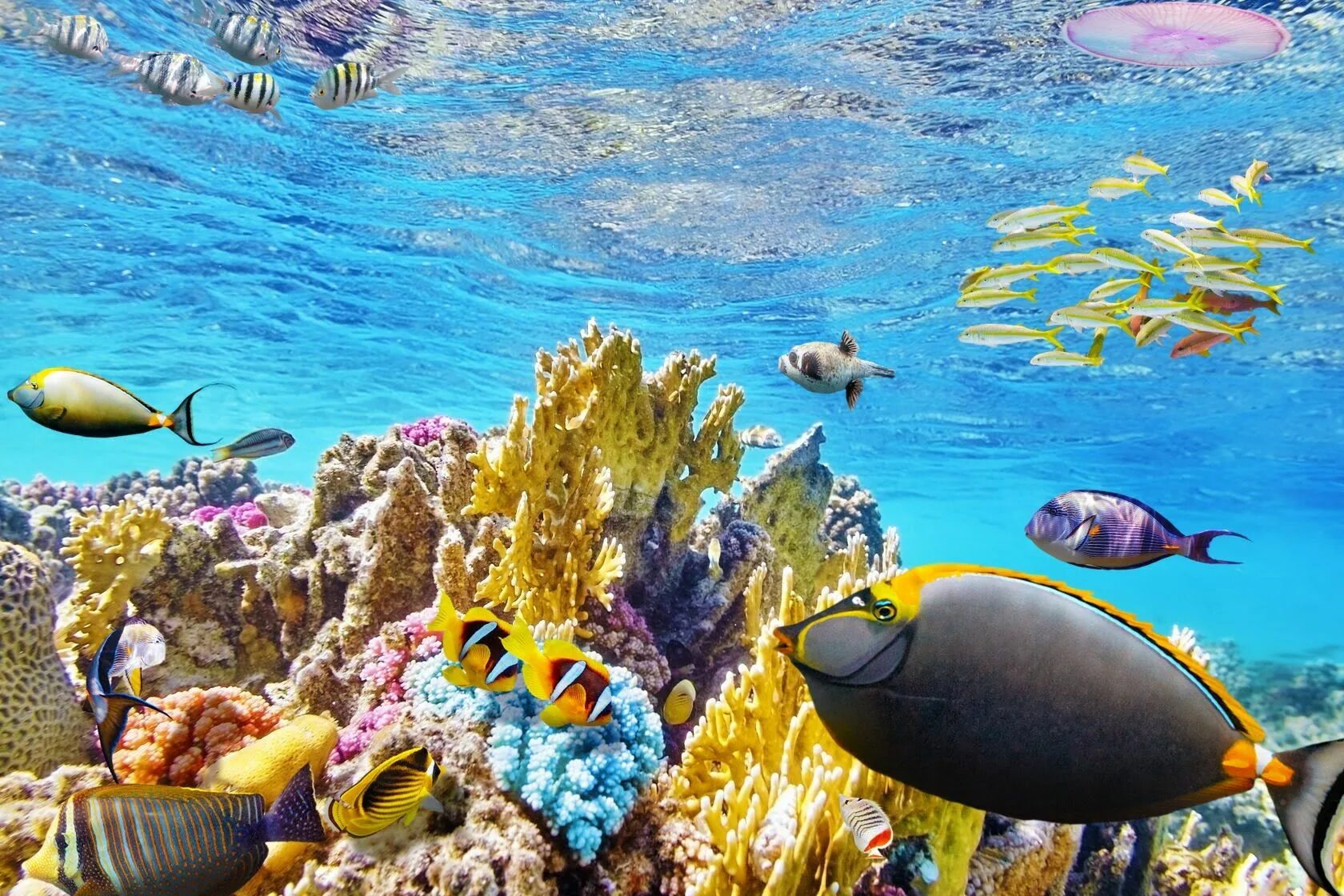 Большой Барьерный риф Австралия. Большой Барьерный риф Австралия подводный мир. Коралловый риф в Австралии. Морской парк большого барьерного рифа.