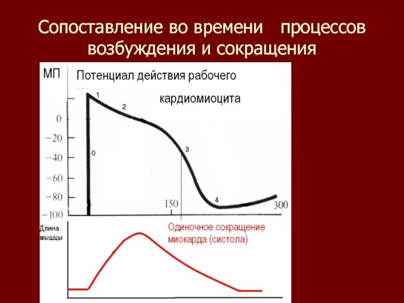 Уязвимое время. Уязвимый период. Фазы потенциала действия и возбудимости. График сокращения возбудимости и. Фазы изменения возбудимости сердечной мышцы.