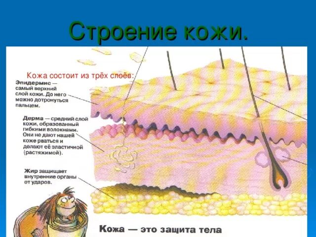 Строение кожи. Кожа состоит из слоев. Три слоя кожи. Гигиена кожи строение.