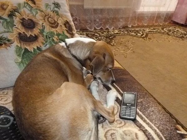 Пес ждет звонка. Собачка ждет у телефона. Собака ждет у телефона. Пес ждет когда позвонят. Неведомые дали жду звоночка